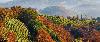 Grappa & Prosecco - Italien / Venetien