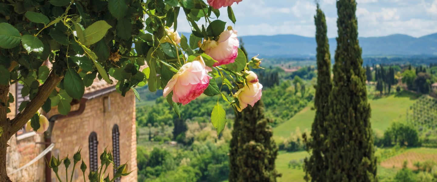 Kamelienblüte in der Toskana - Italien / Toskana