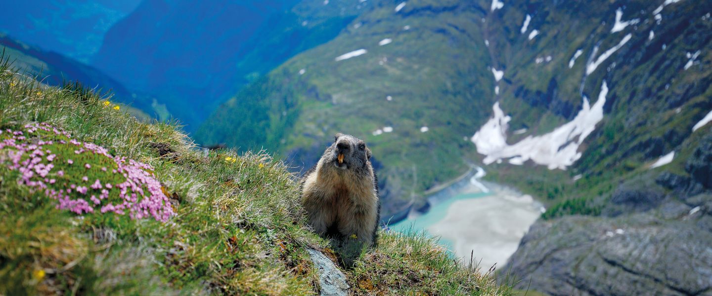 Bergerlebnis Großglockner - Österreich / Kärnten